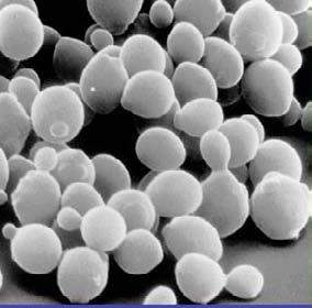 Drożdże Saccharomyces cerevisiae Łączą cechy Procaryota i Eucaryota ( Yeast as the E. coli of Eucaryotic Cells ). Są łatwe w hodowli (czas generacji 1,5-2h w 30 o C) i manipulacji. Nie są patogenami.