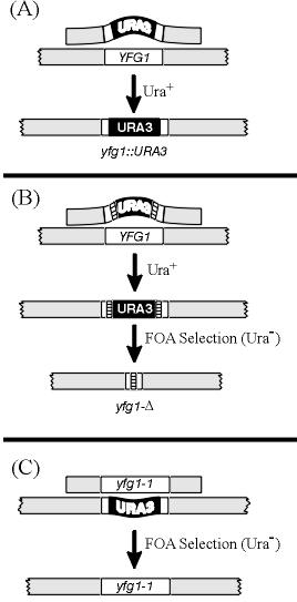 Manipulacje genetyczne w drożdżach A) Delecja genu YFG1 (ang: your favourite gene) przez wstawienie kasety URA3 na drodze rekombinacji homologicznej.