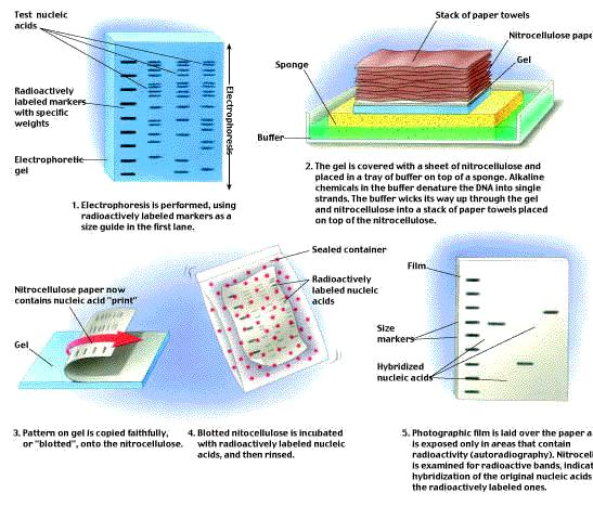 Technika Southern blot: www.