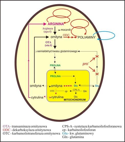 cytrulina cytrulina OTA - transaminaza ornitynowa ODC - dekarboksylaza ornitynowa OTC - karbamoilotransferaza ornitynowa ODC POLIAMINY MITOCHONDRIUM CPS-A -