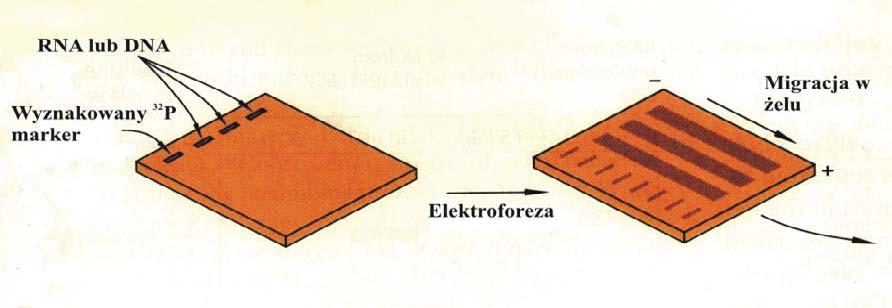 Technika