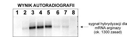 1. standard masy cząsteczkowej RNA (RNA Lader High Range, MBI Fermentas) warunki hodowli aktywność