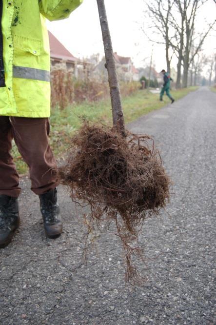 3. Typ korony W sprzedaży oferowane są następujące formy drzew: naturalna, pienna oraz wielopienna. Do nasadzeń drzew alejowych można stosować formę naturalną przy drzewach o rozmiarze 10-12 cm obw.