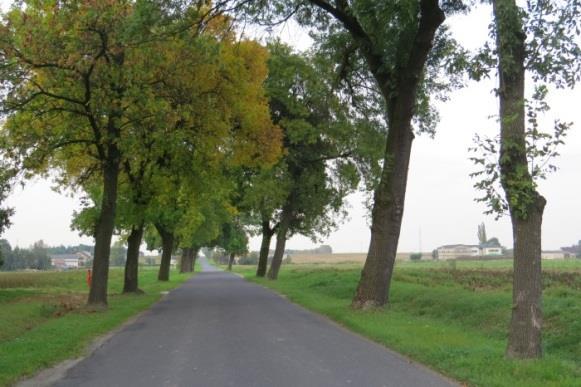 20 Lokalizacja: doga z Wielunia, ul. Przemysłowa, za aleją jesionu pensylwańskiego w kierunku wsi Bieniądzice.