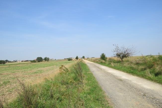 21 Lokalizacja: od wsi Widoradz (koniec wioski, na skrzyżowaniu w prawo do Rudej, prosto Olewin), w lewo miejsce do nasadzeń, droga gruntowa dojazd do DK nr 8 Opis: droga polna, szerokość pasa