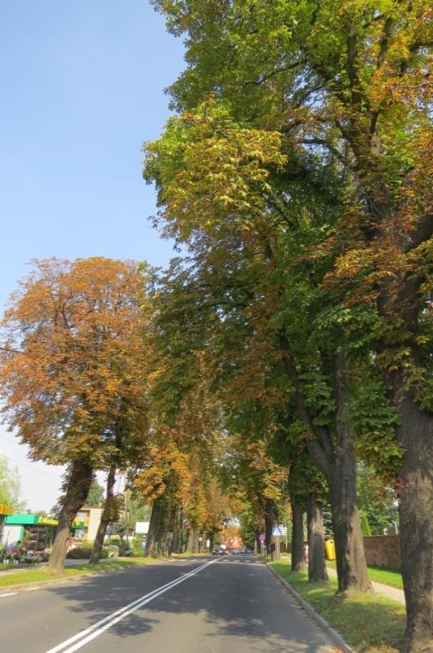 Część V podsumowanie 1. Wykaz zadrzewień o szczególnych walorach 1.