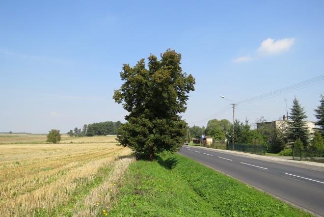 więźby 20 m. b. Liczba dojrzałych topól do zastąpienia w najbliższych latach: brak c.