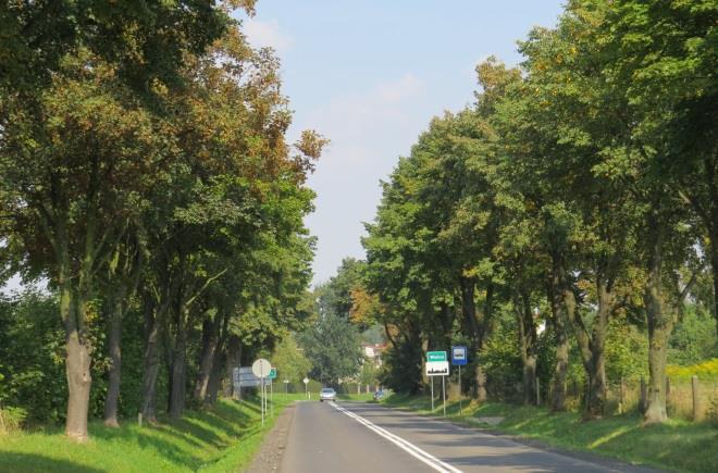 b. Stan zachowania alei/szpaleru Opis stanu % ubytków drzew w alei/szpalerze x zwarta z lukami 21-40% IV. Rekomendowane działania ochronne a.
