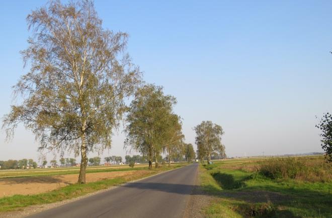 nowego pokolenia w lukach oraz pomiędzy brzozami za pomocą gatunków bardziej długowiecznych i miododajnych, jak np. lipa drobnolistna. b. Liczba dojrzałych topól do zastąpienia w najbliższych latach: brak c.