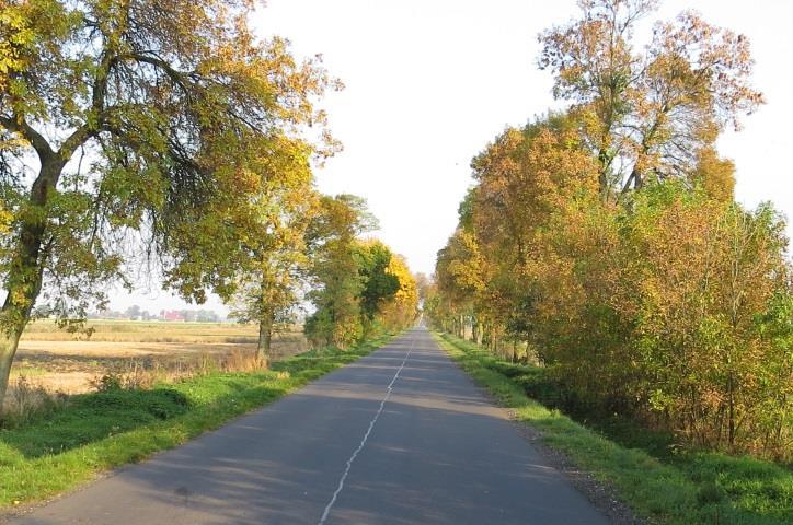 Uwagi (np. ślady po cięciach w koronach, drzewa grożące zawaleniem się): brak b. Stan zachowania alei/szpaleru Opis stanu % ubytków drzew w alei/szpalerze X zwarta pełna 0-20% IV.