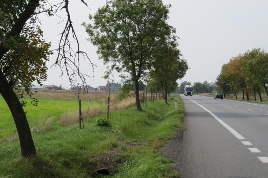 Liczba i rekomendowane gatunki drzew do posadzenia, inne potrzebne zabiegi: Gatunek Jarząb szwedzki Liczba 40 Inne potrzebne zabiegi: Uzupełnienia w odcinku za Józefowem oraz formowanie nasadzeń