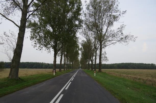 Uwagi (np. ślady po cięciach w koronach, drzewa grożące zawaleniem się): kilka drzew do natychmiastowego usunięcia, zdjęcie posuszu znad drogi b.