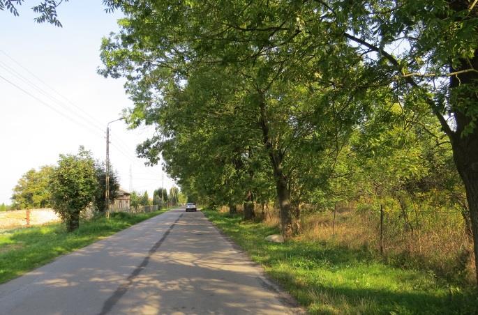 Uwagi (np. ślady po cięciach w koronach, drzewa grożące zawaleniem się: 2 jesiony do usunięcia - zamarłe. b.