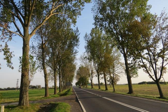 III. Stan obiektu a. Stan zdrowotny drzew: X Dobry nieznaczne uszkodzenia pnia, dobrze ukształtowana/ czytelna forma pienna, zdrowa, dość dobrze zachowana i lub kształtowana korona Uwagi (np.
