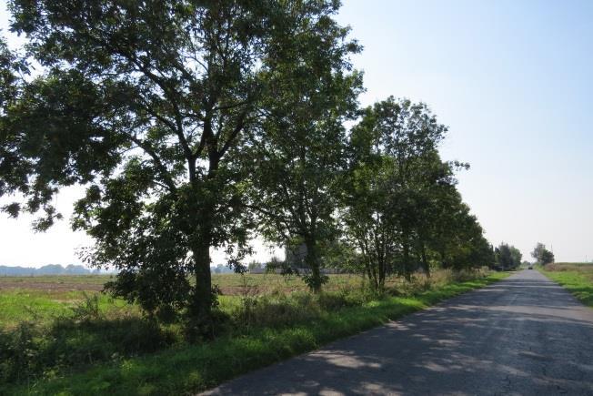2 Lokalizacja: droga z Dąbrowy do Kurowa Opis: droga asfaltowa, przebiega przez pola, ślad rowów po obu stronach drogi, szerokość pasa drogowego 5,2 m, pobocze lewa strona 5,2 m, pobocze prawa strona