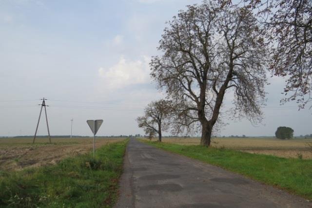 19 Lokalizacja: od krzyża na drodze Masłowice-Staw w kierunku wsi Stawek do granicy gminy. Miejsce idealne na założenie alei.