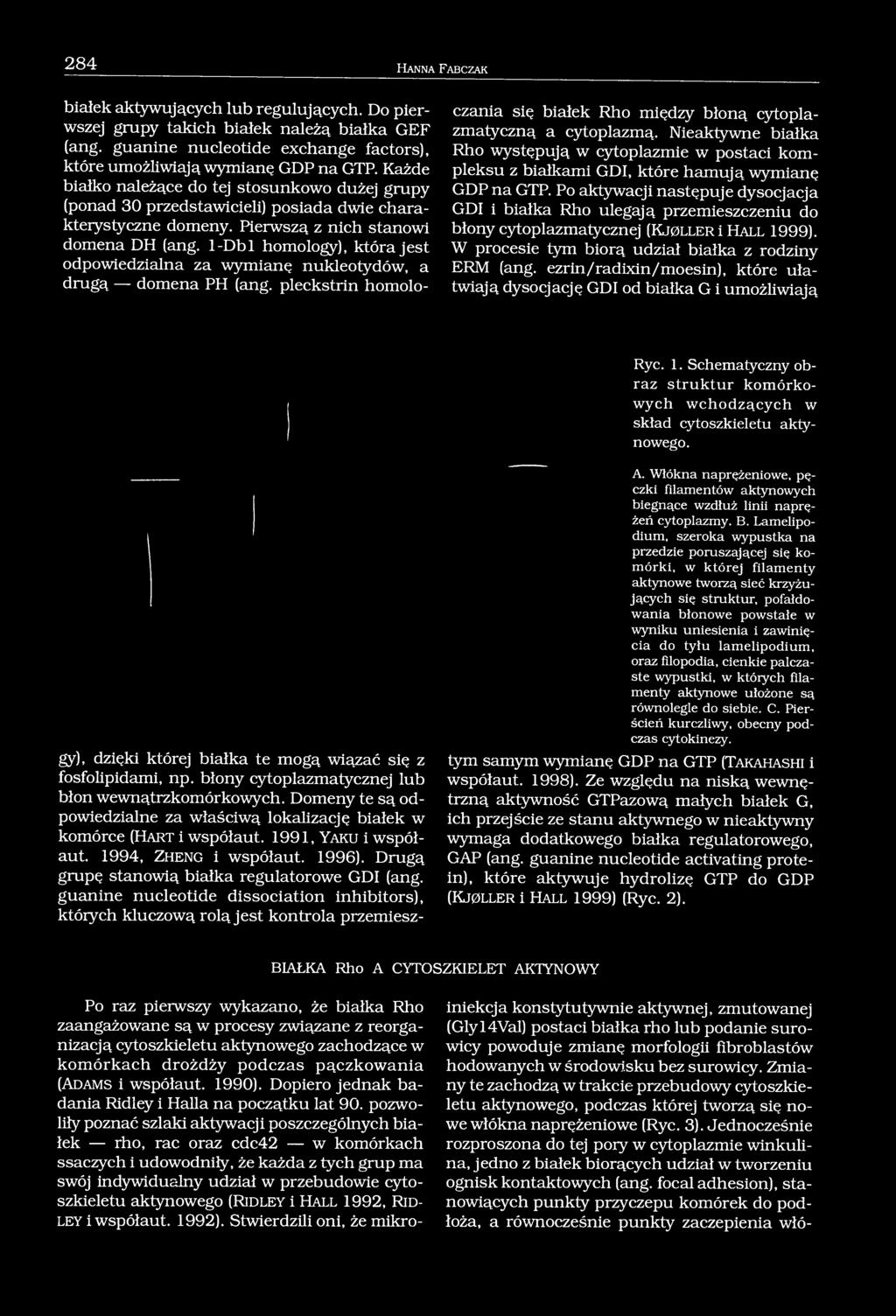 1-Dbl homology), która jest odpowiedzialna za wymianę nukleotydów, a drugą domena PH (ang. pleckstrin homoloczania się białek Rho między błoną cytoplazmatyczną a cytoplazmą.