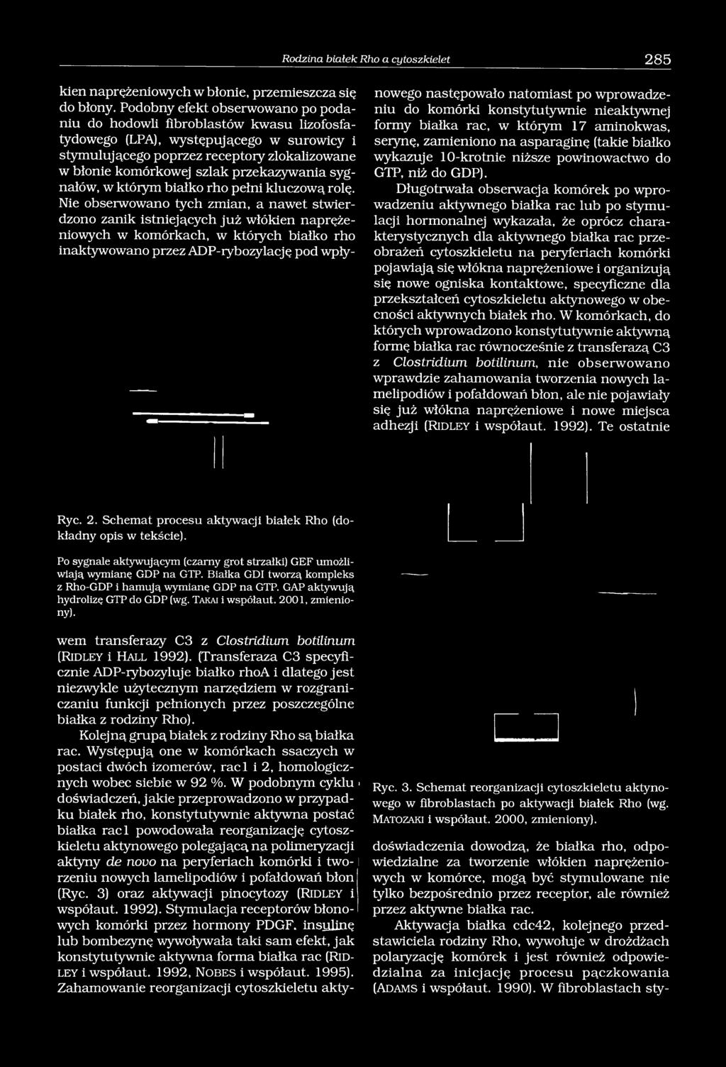przekazywania sygnałów, w którym białko rho pełni kluczową rolę.