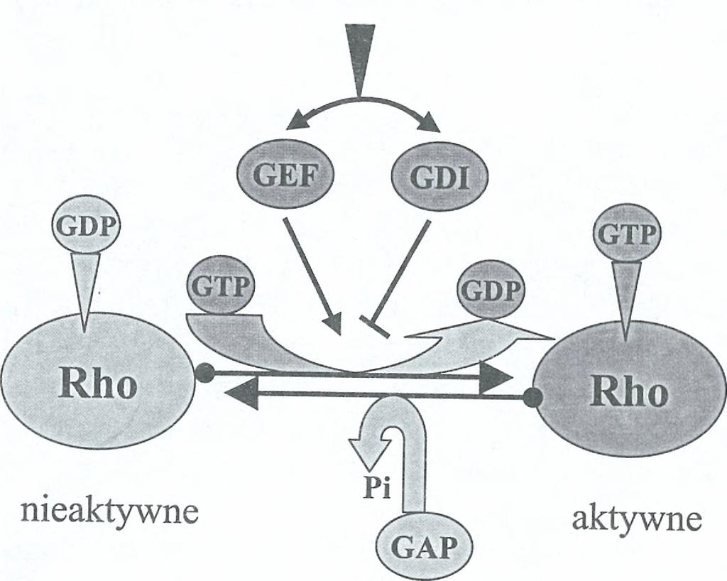 Clostridium botilinum (Rid l e y i H a l l 1992).