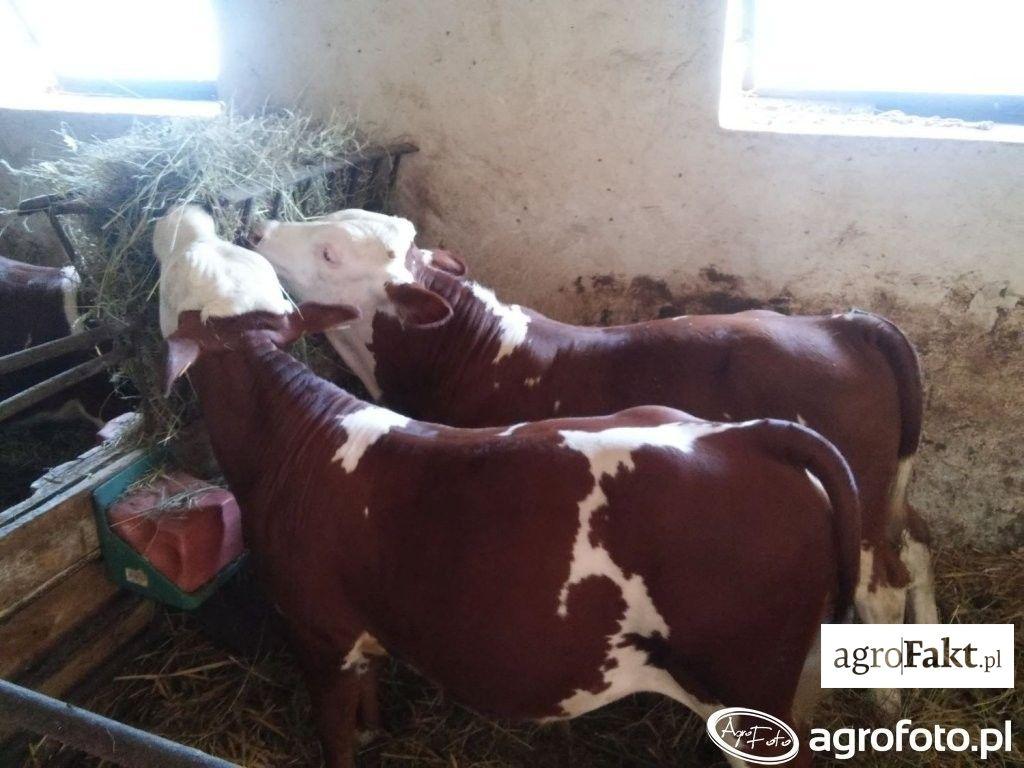 .pl https://www..pl przybliżone. Zależność pomiędzy masą ciała bydła rasy kombinowanej a obwodem klatki piersiowej można sprawdzić tutaj.