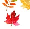 : 800-800 www.fcbook.