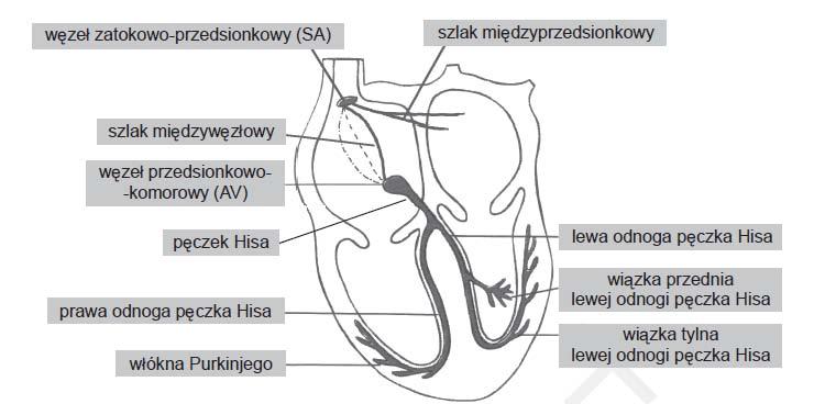 Szczegółową koncepcję proponowanego rozwiązania wraz z opisem wyznaczonych parametrów HRV zawarto w rozdziale 3.