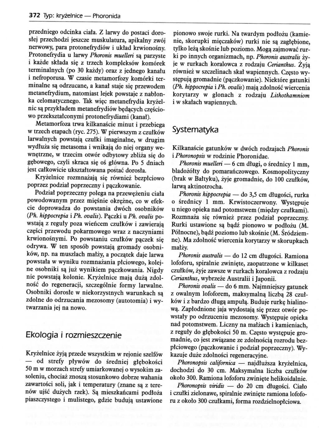 372 Typ: kryzelnice Phoronida przedniego odcinka ciata. Z larwy do postaci dorosiej przechodzi jeszcze muskulatura, apikalny zwoj nerwowy, para protonefrydiow i uktad krwionosny.