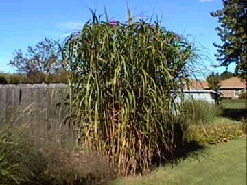 AGH University of Science and Miscanthus giganteus: Największy potencjał energetyczny pomiędzy 3 a 5 rokiem uprawy, największy przyrost w 8 i