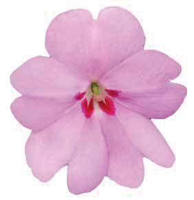 IMPATIENS NEW GUINEA BOUNCE Bounce Lilac Bounce Red Bounce Pink Bounce Violet '17 Bounce Bright Coral Bounce Cherry Balbigink Die neue Bounce Serie überzeugt mit