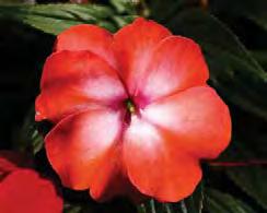 SEL COLOR POWER IMPATIENS NEW GUINEA