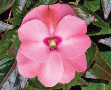 SEL COLOR POWER IMPATIENS NEW GUINEA sel ColorPower Coral Flame sel ColorPower Deep