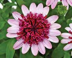 OSTEOSPERMUM 3D sel 3D Lemon Ice sel 3D Violet Ice sel 3D Silver sel 3D