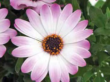 OSTEOSPERMUM