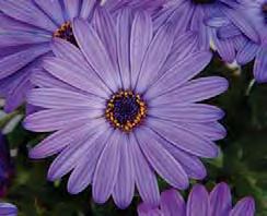 COMPACT FLOWER POWER PLAISIR, SUMMER HERO sel Compact FlowerPower Lemon '13 sel
