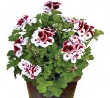 PELARGONIUM NOVITA CLASSIC IRTA Novita