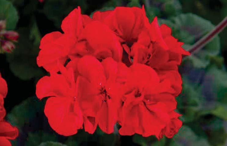 MOONLIGHT TUMBAO SUNRISE Special Moonlight Tumbao, das ist heißes Rot auf dunklem Grund.