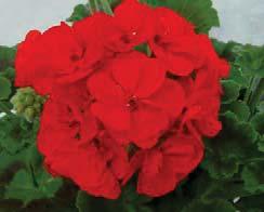 PELARGONIUM SUNRISE sel Sunrise Elara sel Sunrise Mona Lisa sel Sunrise Rosetta sel Sunrise Smokey