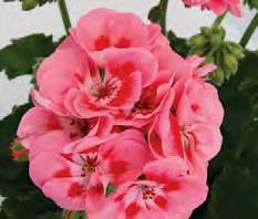 PELARGONIUM PELARGONIUM sel Sunrise Elaine sel Sunrise Mila Avenida Mosaic Purple Avenida Mosaic Red