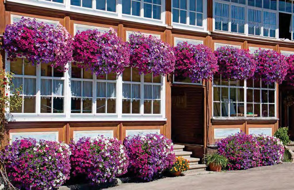 PETUNIA ALPE TUNIA sel AlpeTunia Hot Pink sel AlpeTunia Pink Vein sel AlpeTunia Soft Pink KLEPH11204 sel