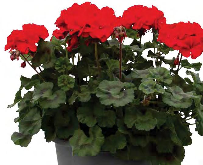 Verbena Lascar
