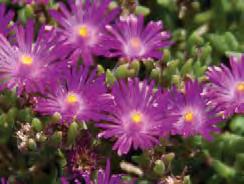 DELOSPERMA, EUPHORBIA,