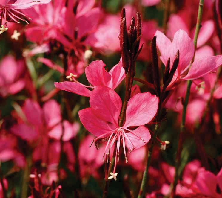 GAURA, IPOMOEA LANTANA Ipomoea cultivars