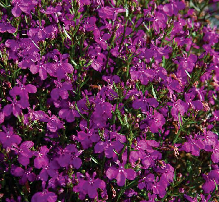 LOBELIA LOBELIA Lobelia erinus sel Curaçao Blue KLELE06116 Lobelia