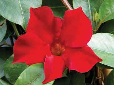MANDEVILLA MANDEVILLA Mandevilla sanderi sel Sevilla Compact Red Mandevilla sanderi sel