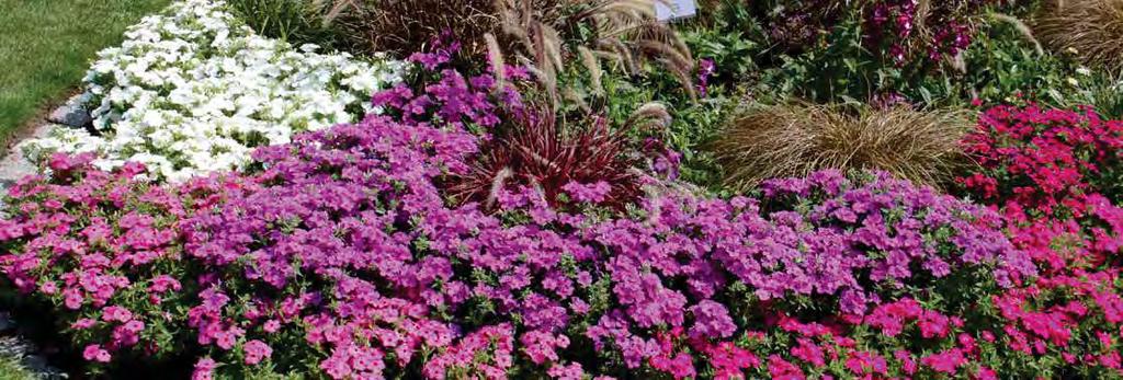 PHLOX PORTULACA, SALVIA Portulaca