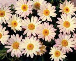 ARGYRANTHEMUM LA RITA sel LaRita