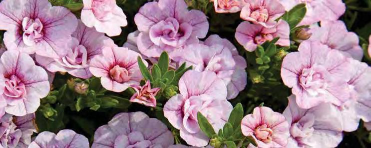 CALIBRACHOA CULTIVARS MINI FAMOUS DOUBLE sel MiniFamous
