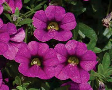 CALIBRACHOA CULTIVARS MINI