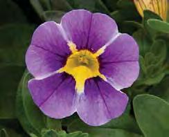 CALIBRACHOA CULTIVARS CALIBRACHOA CULTIVARS Calibrachoa cultivars sel MiniFamous Compact Double Pink KLECA14264 sel MiniFamous Compact Double Rose sel