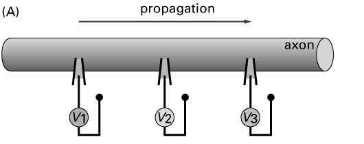Przechodzenie potencjału czynnościowego wędrująca fala depolaryzacji ( pobudzenia elektrycznego) = potencjał
